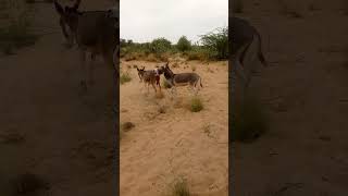 he is very nod big bnoke animals donkeys meeting meeting meeting [upl. by Nehgaem]