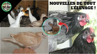 NOUVELLES DE LÉLEVAGE [upl. by Northey]