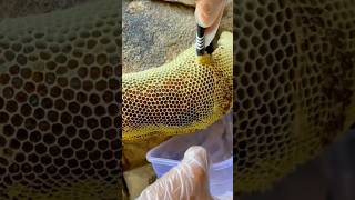 Extreme Honeycomb harvesting 🍯 Harvesting honey from beehive 🐝 EP36 trending shorts satisfying [upl. by Schilt]