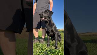 Arve in the zone Gundogs Gundog Training labrador [upl. by Gney]