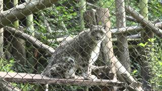 Funny Snow Leopard Meowing [upl. by Dorthy]