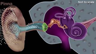 Human ear  structure amp working  Sound  Physics  Khan Academy [upl. by Hcab]