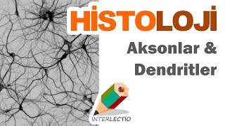 Histoloji  Sinir Doku  Aksonlar amp Dendritler [upl. by Athena342]