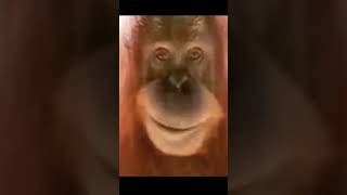 Smile gorillatagmemes [upl. by Melba]