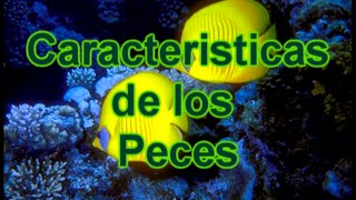 Los Peces  Características de los Peces  Documental de Biología [upl. by Neffets]