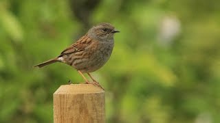 accenteur mouchet HD  Dunnock HD [upl. by Affra609]