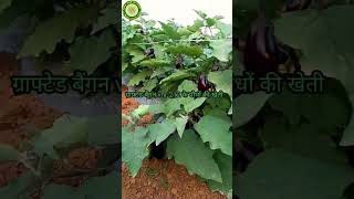 grafted baigan vnr212 ke paudho ki kheti🍆🍆shubham Nursery raipur [upl. by Ennadroj773]