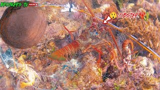 LOBSTER TRAP how to catch red spiny lobster🦞 before and after episode9 [upl. by Nnazus]