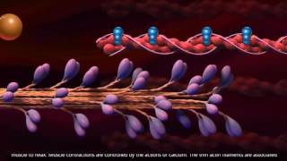 Muscle Contraction  Cross Bridge Cycle [upl. by Ahteres]