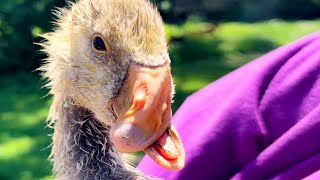 Helping Deformed Goslings Lead Better Lives [upl. by Inaluahek]