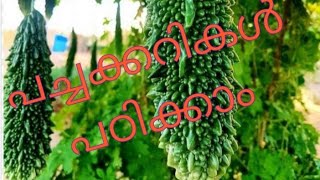 പച്ചക്കറകൾ Vegetables names in malayalam with plants imagelearn vegitables Pachakarikal EVS [upl. by Souvaine579]