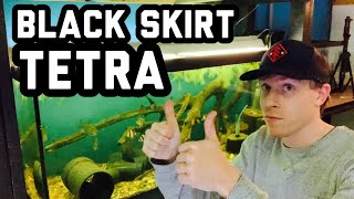 My Black Skirt Tetra School Tank [upl. by Azpurua]