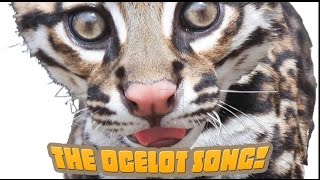 How Many Spots Has An Ocelot Got An endangered species song your kids will love [upl. by Rima]