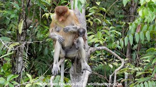 Proboscis monkey with her young baby [upl. by Riggall262]