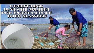 COLLECTING JUVENILE MULLET FOR POLYCULTURE with SEAWEED Airport poolside Majuro Marshall Islands [upl. by Anthiathia]