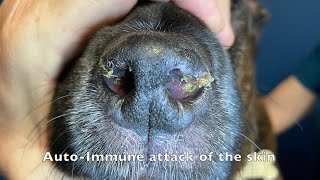 DLE  DISCOID LUPUS ERYTHEMATOSUS is an Autoimmune skin disease of Face and Nasal Planum vid7 1 [upl. by Selemas411]