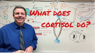 What does Cortisol do [upl. by Jaala593]