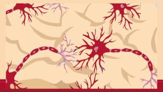 A spineautonomous BDNFTrkB signalling loop critical for synaptic plasticity [upl. by Asirrac794]