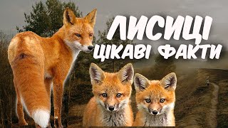 Лисиця звичайна Цікаві факти про лисиць Флора і фауна України [upl. by Ellesig]