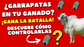 CONTROL DE GARRAPATAS EN EL GANADO  SOLUCIÓN DEFINITIVA PARA CONTROLAR LA GARRAPATA EN EL GANADO [upl. by Hallam]