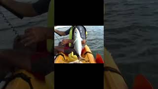 PESCA DE JURELES EN KAYAK pesca youtube mdqteam kayak kayakfishing [upl. by Arny]