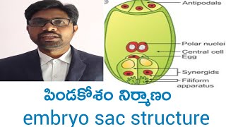 Embryo sac structure intermediate first year botany important questions [upl. by Seko]