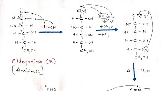 Kiliani Fischer synthesis  Interconversion of Aldopentose to Aldohexose  Arabinose to Glucose [upl. by Warp]