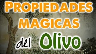 PROPIEDADES MÁGICAS del OLIVO 🌿✨ El Árbol del Éxito y la Suerte 🍀 RECETAS INFALIBLES ⭐️ [upl. by Asirap]