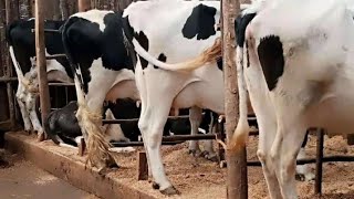 FROM 10 TO 50 LITRE PER DAY PER COW WHAT IS THIS SECRET WATCH DETAILS INSIDE [upl. by Ardeid]