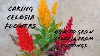 How To Care Celosia Flowers How To Grow Celosia From Cuttings [upl. by Lerrehs869]