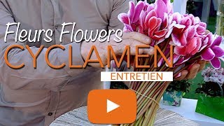 CYCLAMENPERSICUMCYCLAMEN FLOWERENTRETIEN [upl. by Bobker]