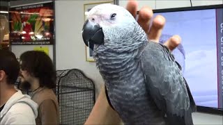 Psittacus erithacus  Linnaeus 1758 et SERENA HD gris du Gabon  ExpoZoo  102014 [upl. by Ailyt]