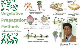 Vegetative Propagation I Type of Asexual Reproduction in Plants I Class 10 Science [upl. by Eceer589]