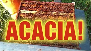 Apicoltura CD Inizia la produzione di acacia Ci siamo [upl. by Hume]