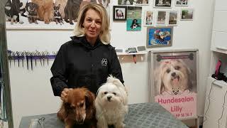 Ausbildung zum Hundefriseur Hundesalon Lilly Köln Basisausbildung  Grundausbildung zum Hundefriseur [upl. by Ynnaej730]