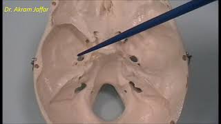 Osteology of the skull 6 cranial cavity [upl. by Mcnelly]