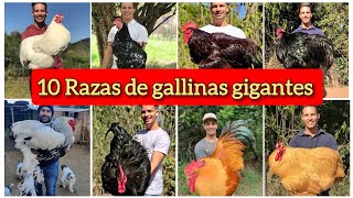 Las 10 razas de gallinas gigantes mas grande del mundo [upl. by Schonthal]