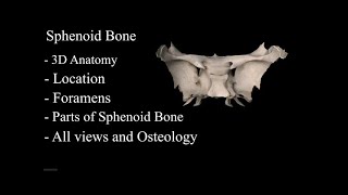 The Sphenoid Bone anatomy 3d osteology  bony features anatomy of Sphenoid Bone parts of Sphenoid [upl. by Rurik]