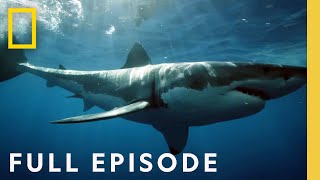 Coastal Sky Sharks Drone Investigation Full Episode  National Geographic [upl. by Allemaj905]