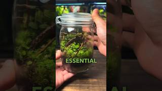 3 VITAL Terrarium Tips For Beginners🌱 [upl. by Azpurua]