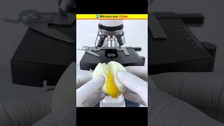 😱ডিমের ভিতর এগুলো কী দেখলাম।। 😱Microscope Video sorts fcvtach [upl. by Neram]