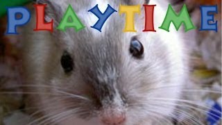 How Long You Should Play With Your Gerbils [upl. by Rhianon]