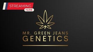 Live w Mr Green Jeans Genetics  Review of the Dabski [upl. by Adnwahsor273]