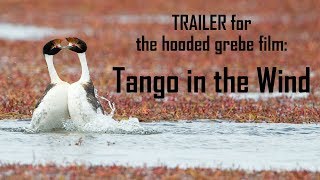 Tango in the Wind TRAILER [upl. by Marou]