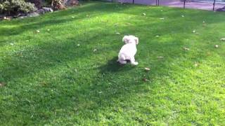 Lily the Cavapoo Playing with her Bouncy Ball [upl. by Dahlstrom]