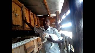 Blad rabbitry farm uganda [upl. by Arria]