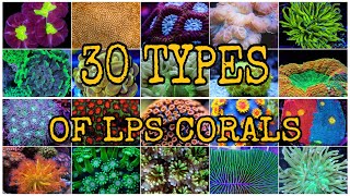 30 TYPES OF LPS CORALS [upl. by Dichy]