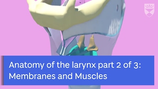 Anatomy of Larynx Membranes and Muscles by Zoe KirkhamMowbray Part 2 of 3 [upl. by Zorina]