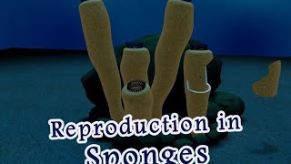 Reproduction of sponges fertilization pregnancy [upl. by Ingmar604]