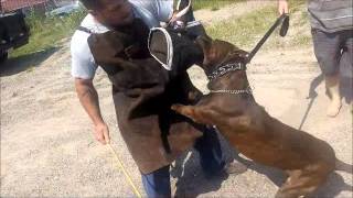 Donovan Pinscher DUKE two of his litter mates are working on the DOC in Rahway New Jersey [upl. by Yauq]